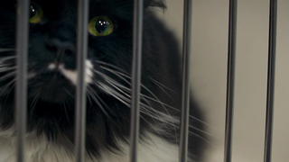 Brigitte Poupart, Romane Denis - Les Salopes Ou Le Sucra Naturel De La Peau (2018)