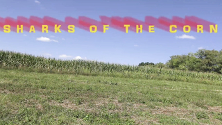 Rebecca Rinehart - Les Requins du Maïs (2021)