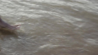 Shirlene Paixão - The Night's Substance (A Matéria Noturna) (2022)