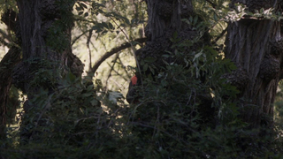 Lou Lampros, Céline Sallette - Sauvage (2026) HD 1080p